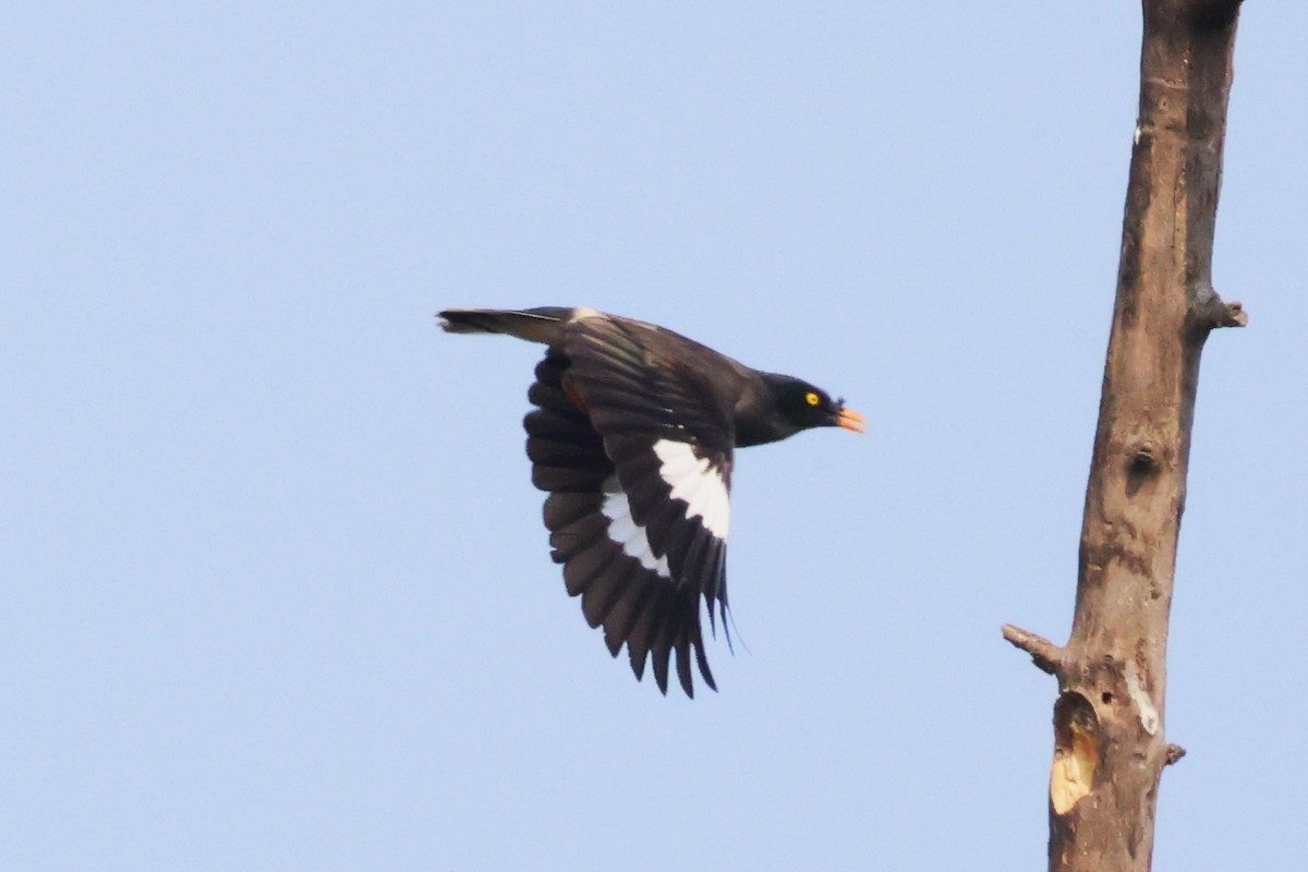 Jungle Myna - ML633008446