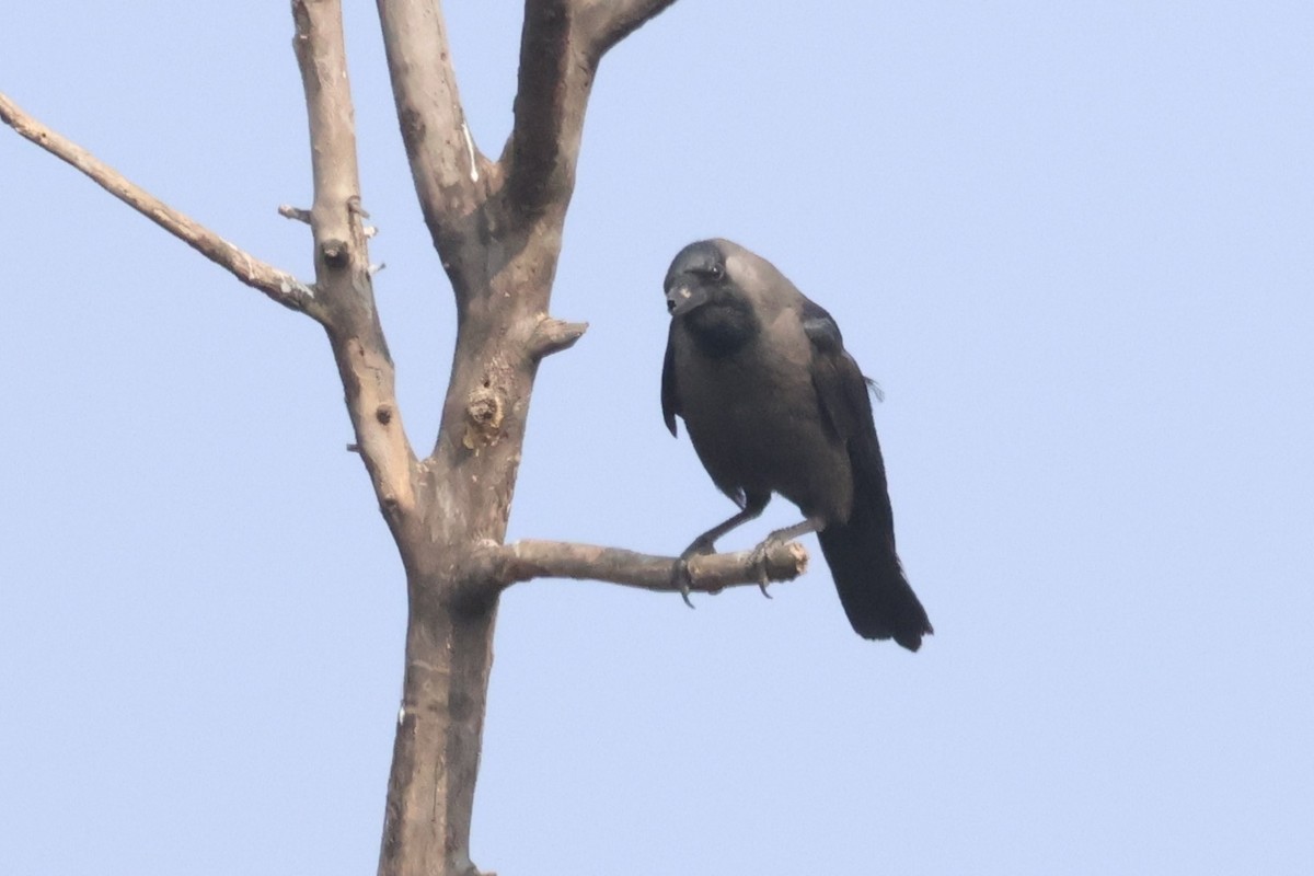 House Crow - ML633008450