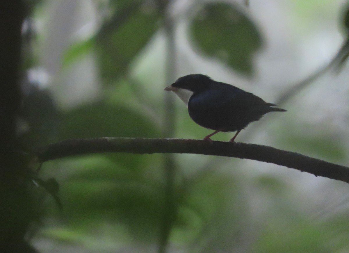 White-throated Manakin - ML633008665