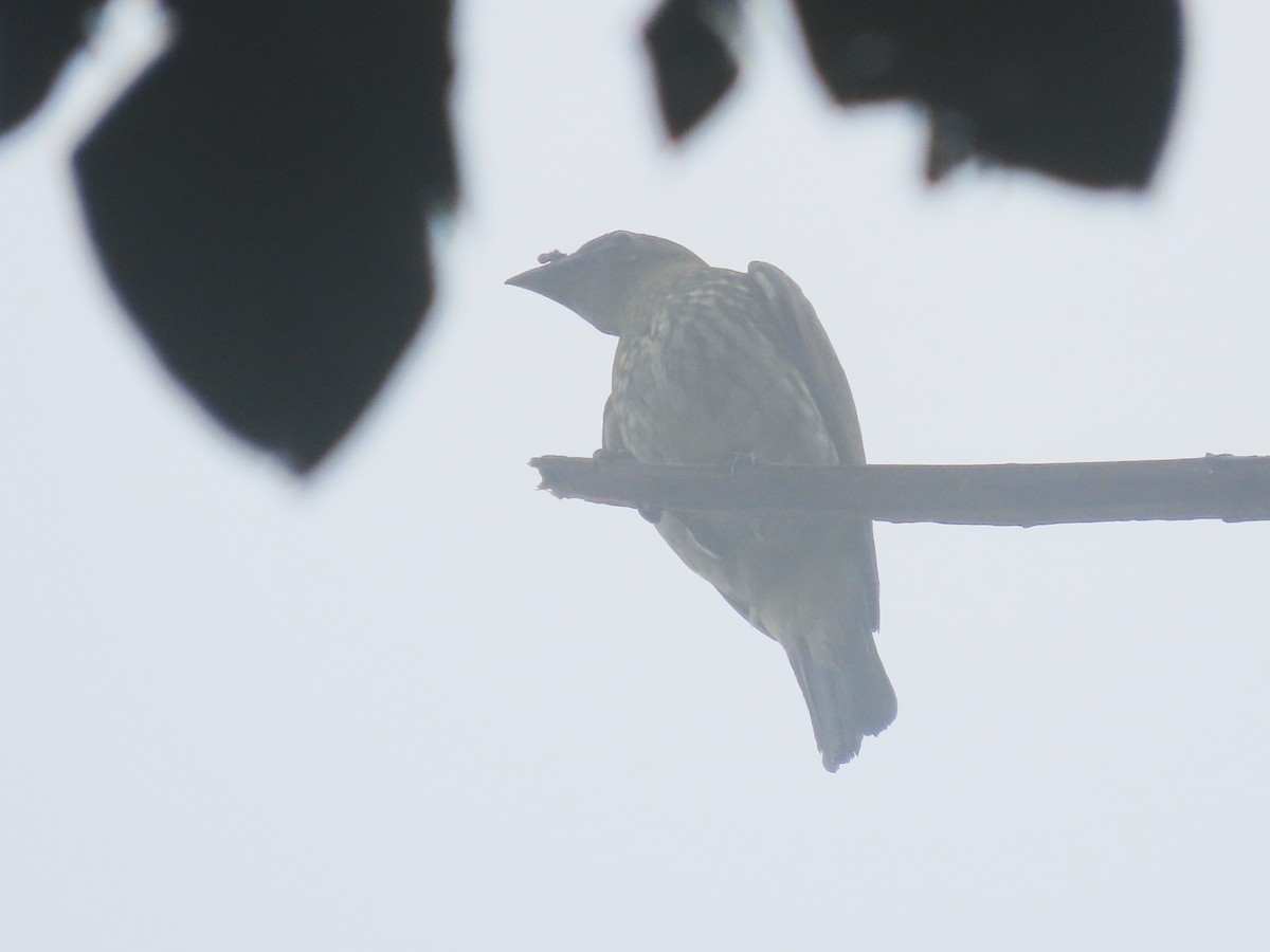 White Bellbird - ML633008671