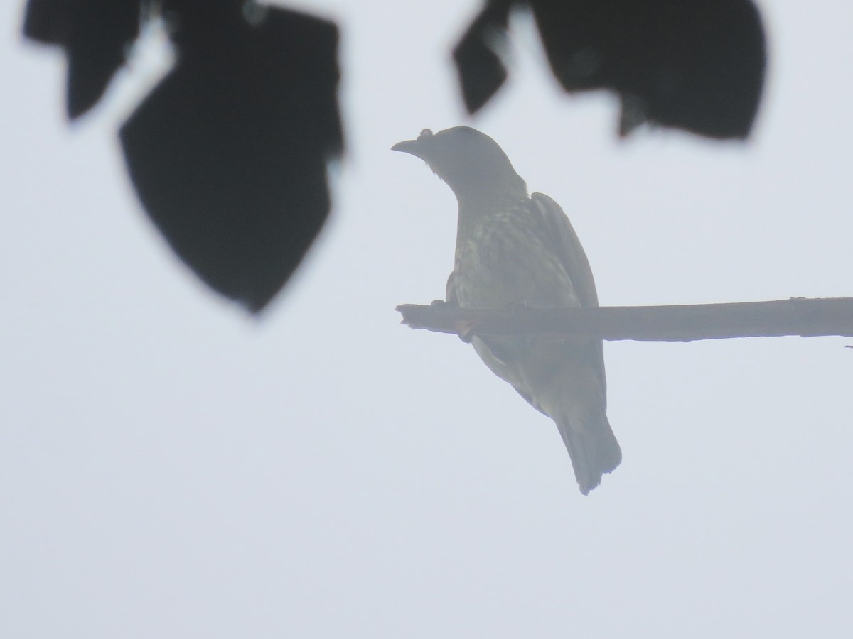 White Bellbird - ML633008672
