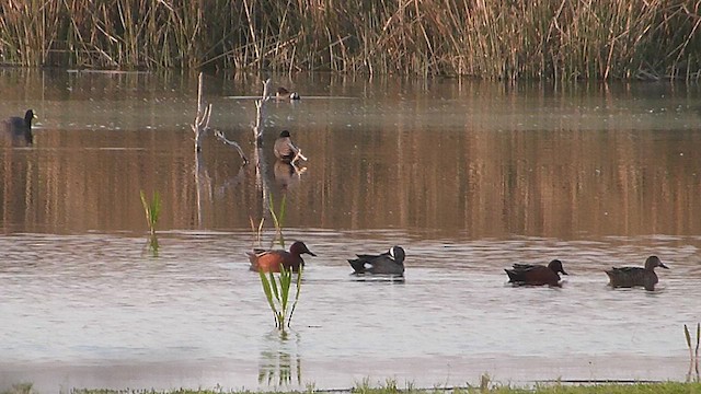 Blue-winged Teal - ML633008703