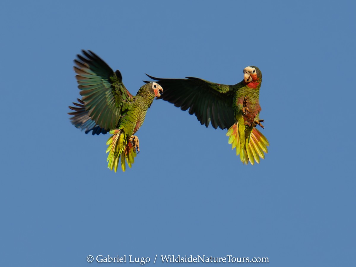 サクラボウシインコ（leucocephala） - ML633008807