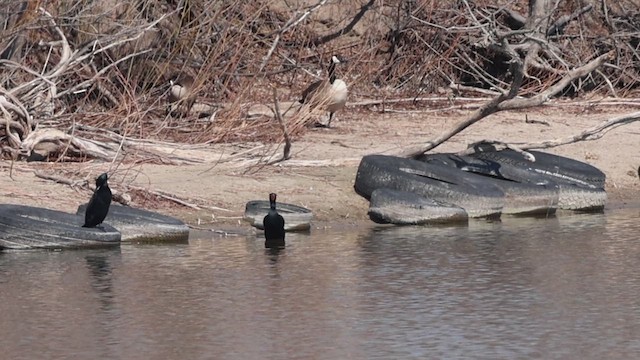 Cormorán Orejudo - ML633008916