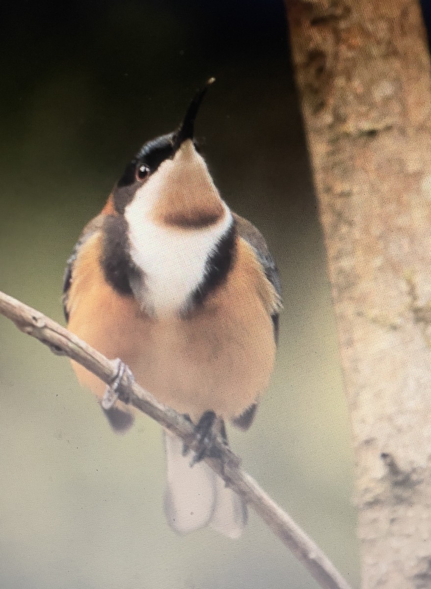 キリハシミツスイ - ML633008918