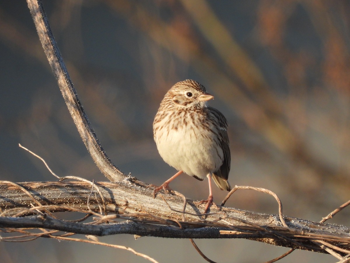 Vesper Sparrow - ML633009073