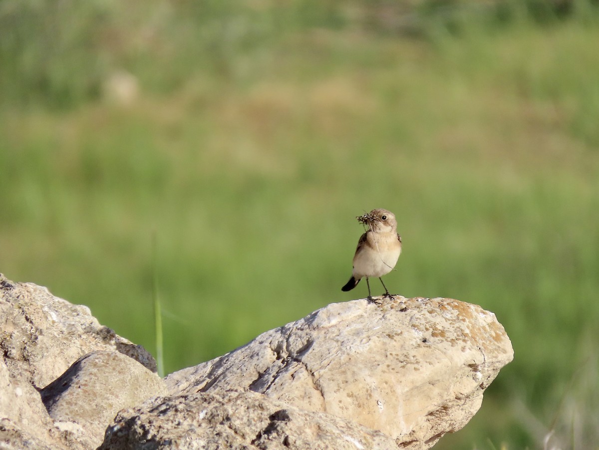Eastern Black-eared Wheatear - ML633009249