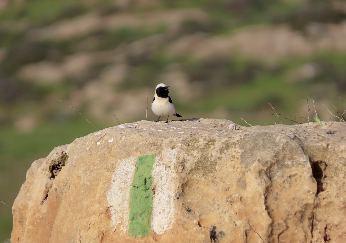 Eastern Black-eared Wheatear - ML633009250