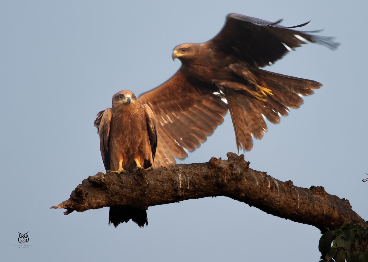 Black Kite - ML633009332