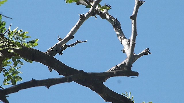 Plain Tyrannulet - ML633009335