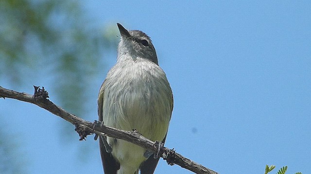 Plain Tyrannulet - ML633009348