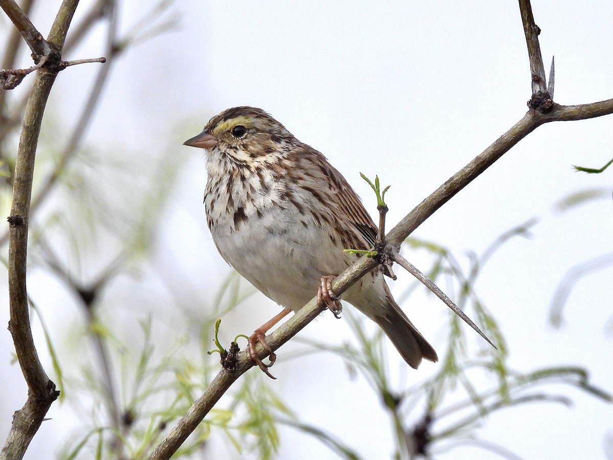 Savannah Sparrow - ML633009356