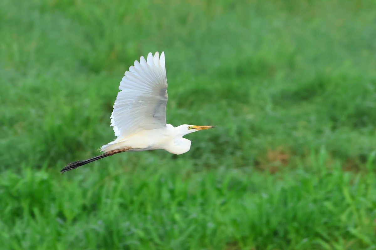 Great Egret - ML633009395