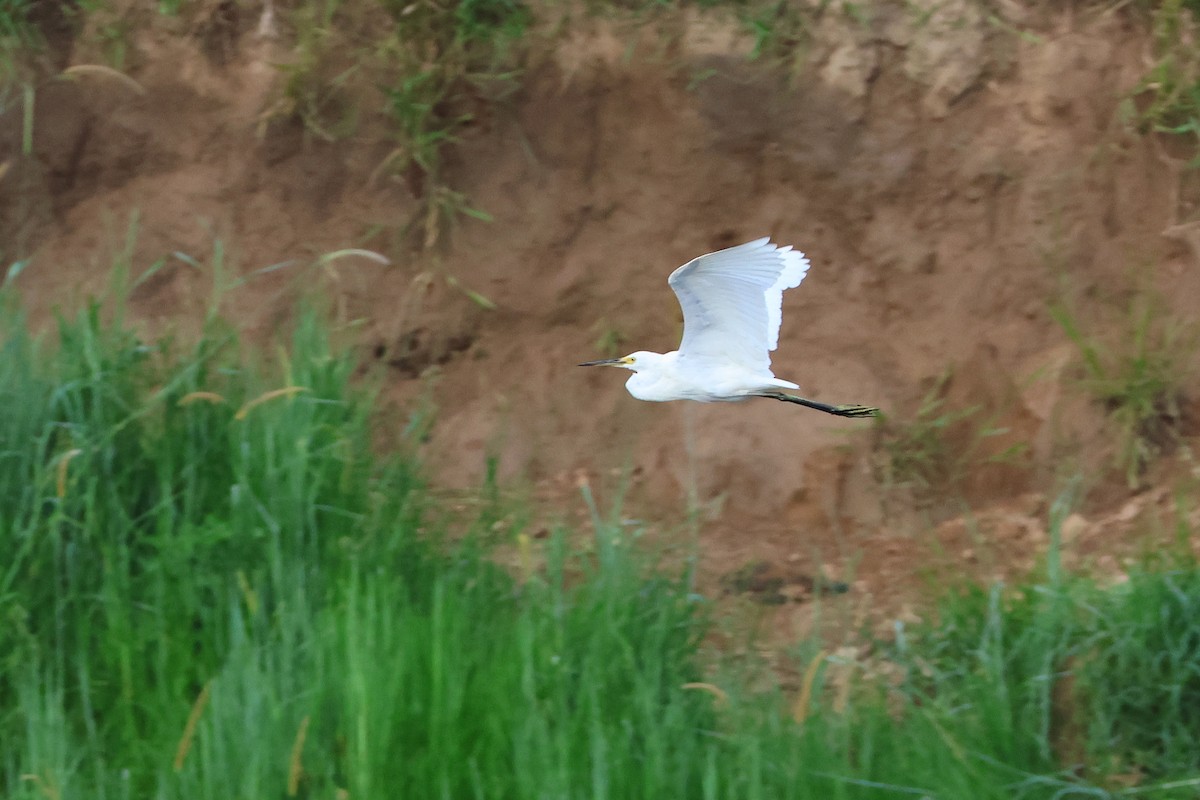 Little Egret - ML633009399