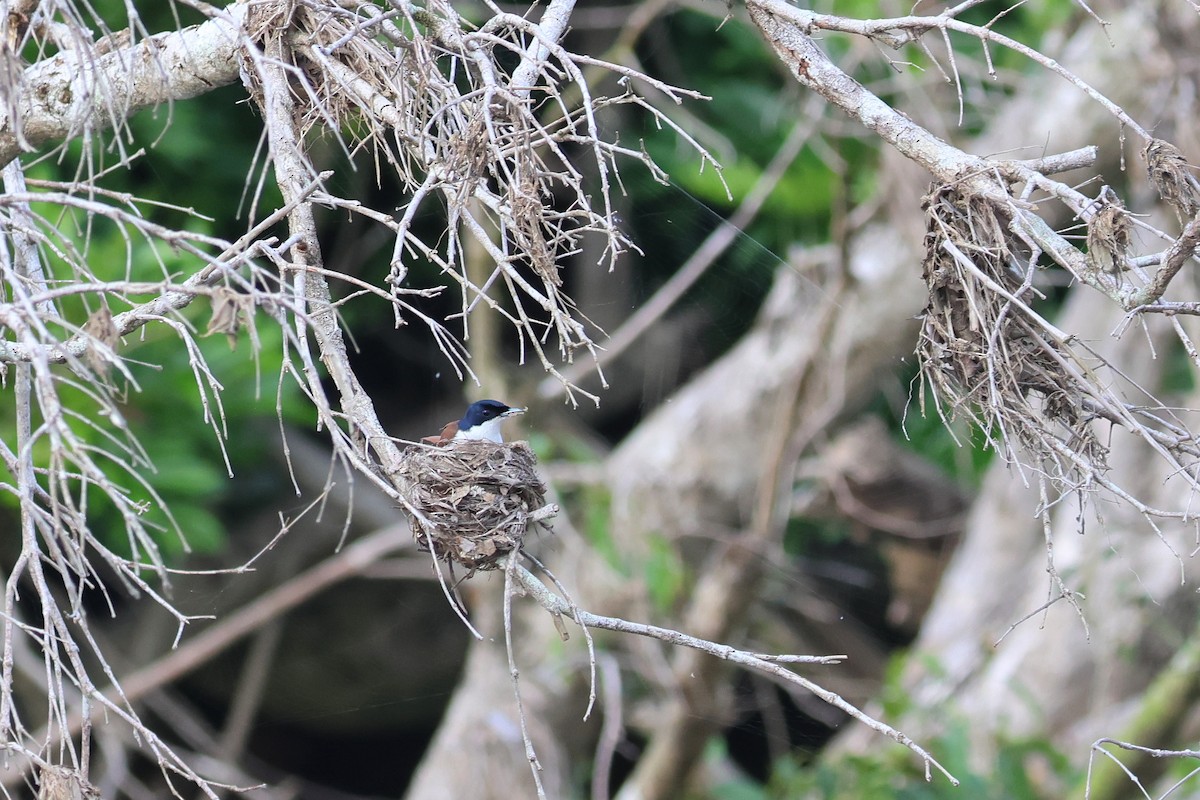 Shining Flycatcher - ML633009447