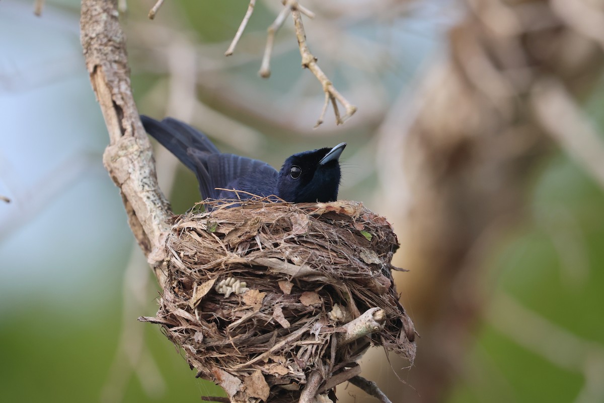 Shining Flycatcher - ML633009448