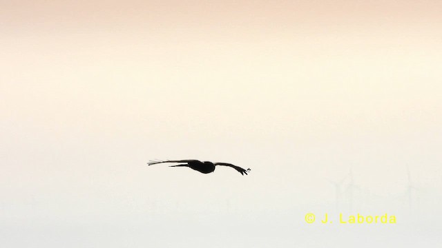 Red Kite - ML633009456