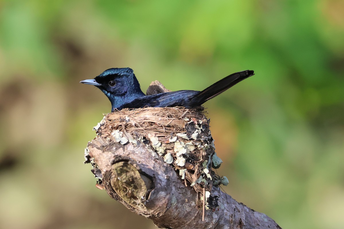 Shining Flycatcher - ML633009513