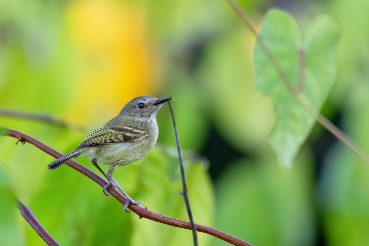 Серощёкий тоди-мухолов - ML633009535