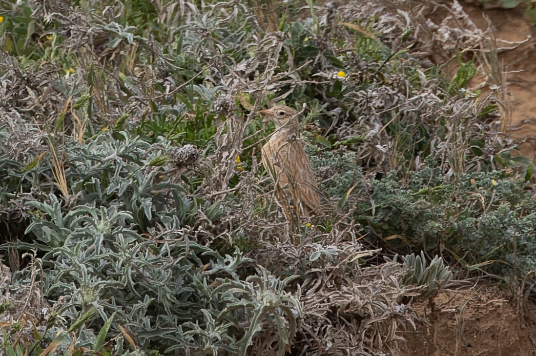 Arabian Lark - ML633009688