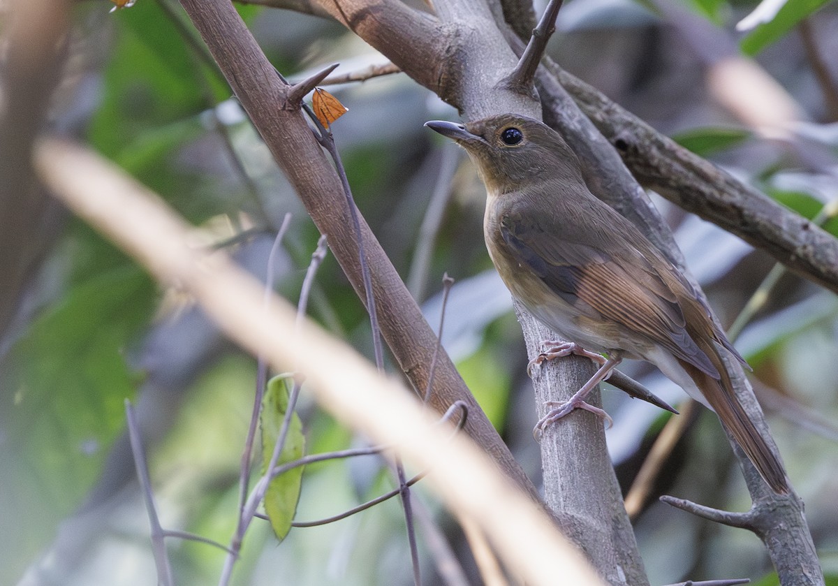 Chinese Blue Flycatcher - ML633009828