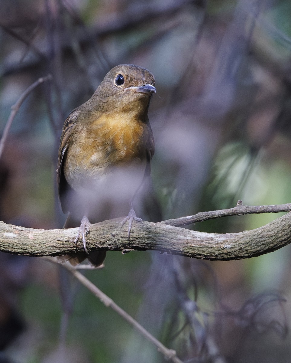 Chinese Blue Flycatcher - ML633009829