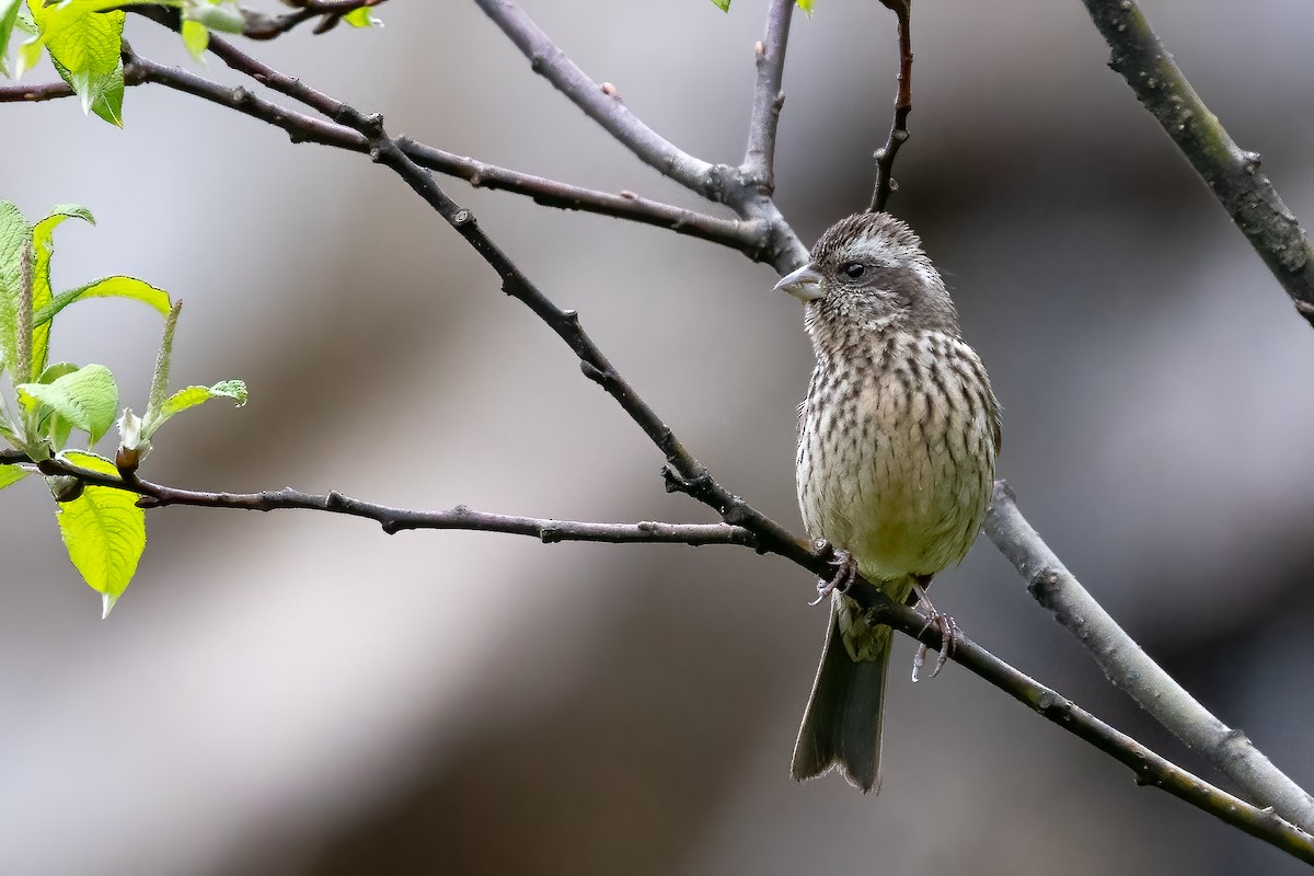 Sharpe's Rosefinch - Daniel Danckwerts (Rockjumper Birding Tours)