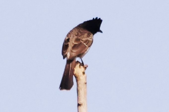 Red-vented Bulbul - ML633010021