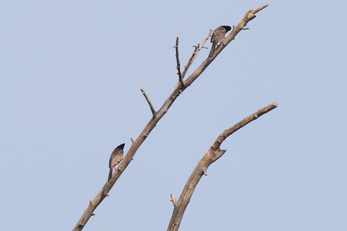 Red-vented Bulbul - ML633010022