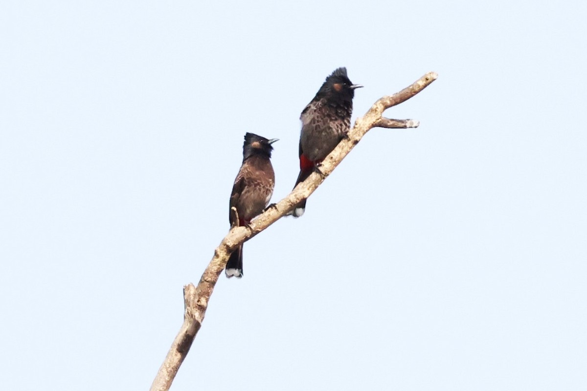 Red-vented Bulbul - ML633010023