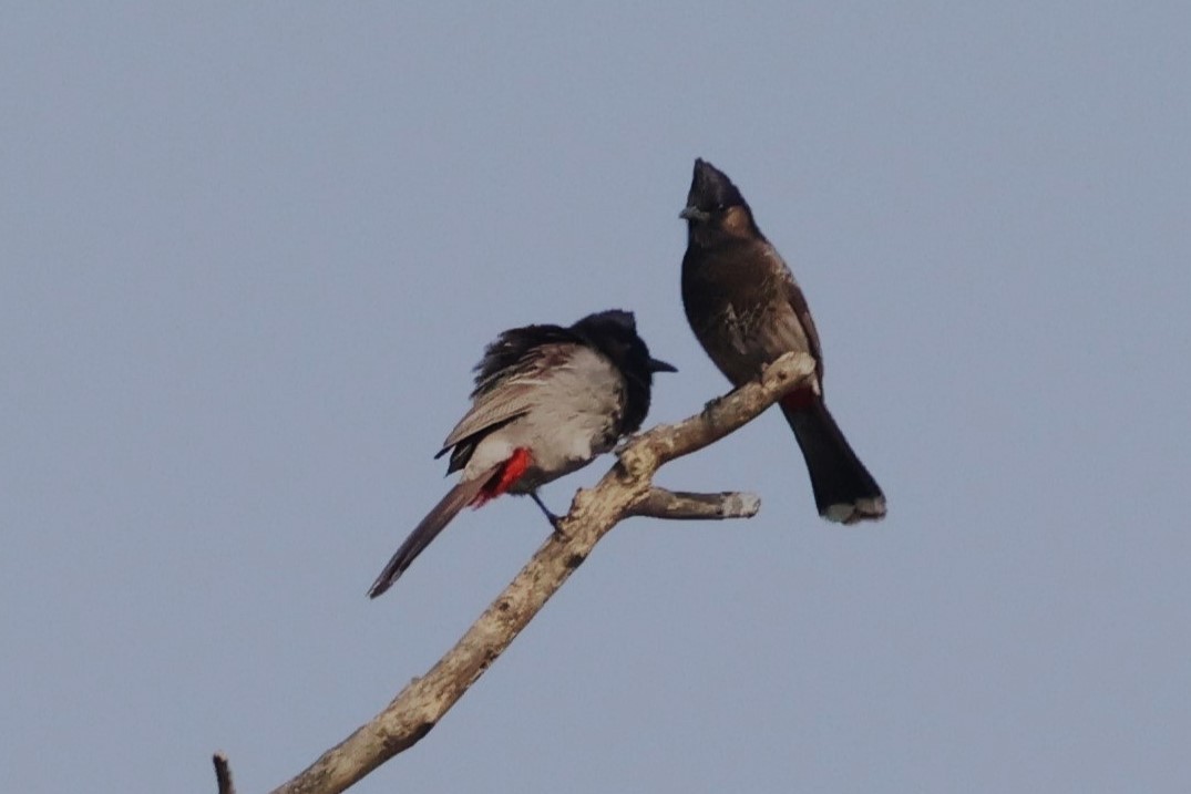 Red-vented Bulbul - ML633010024