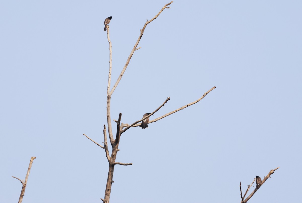 Red-vented Bulbul - ML633010025
