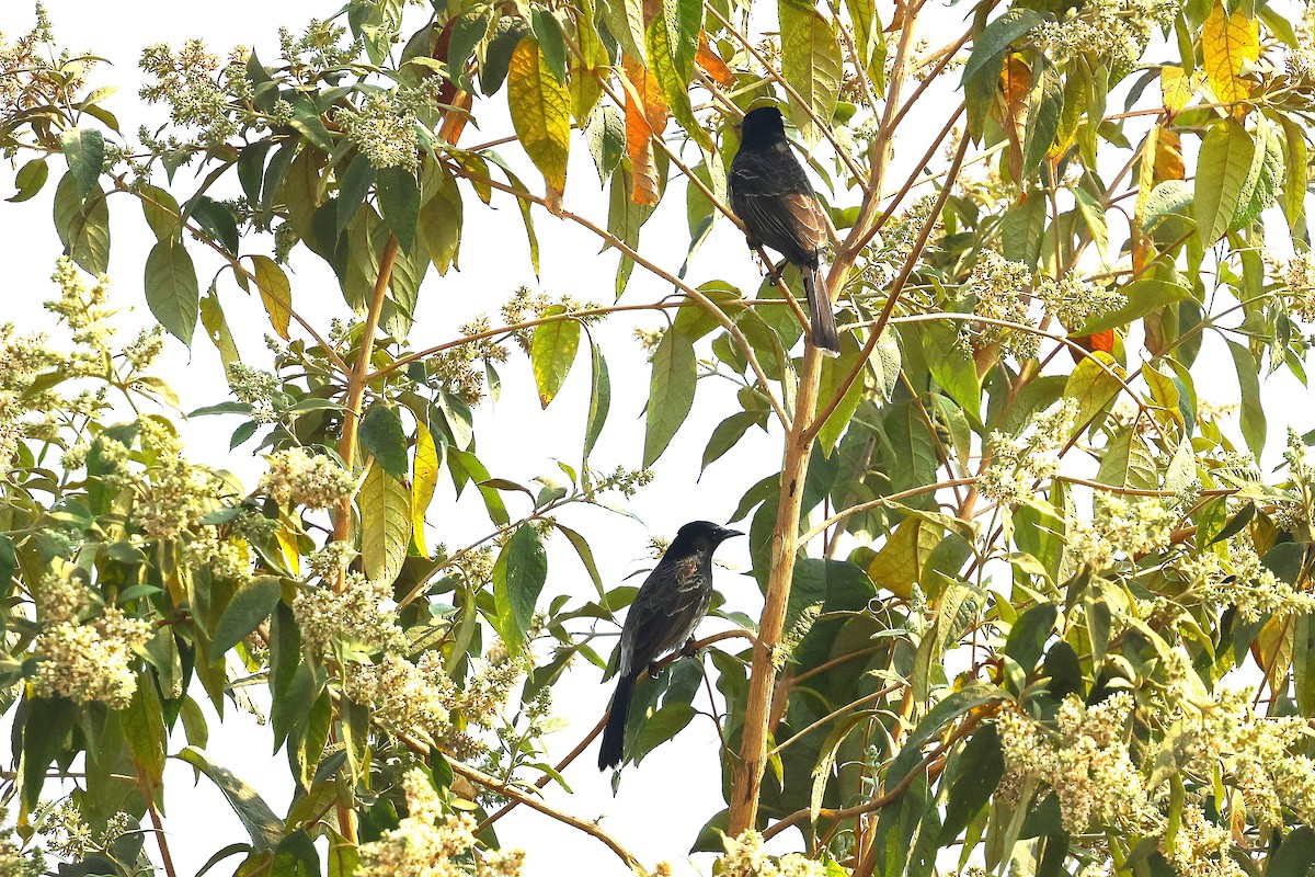 Red-vented Bulbul - ML633010026