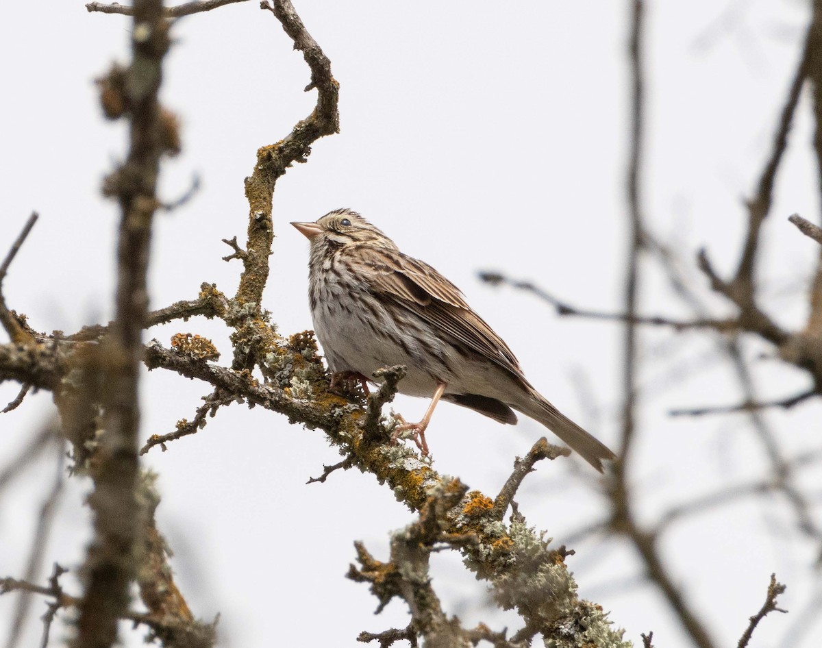 Savannah Sparrow - Emily Richards