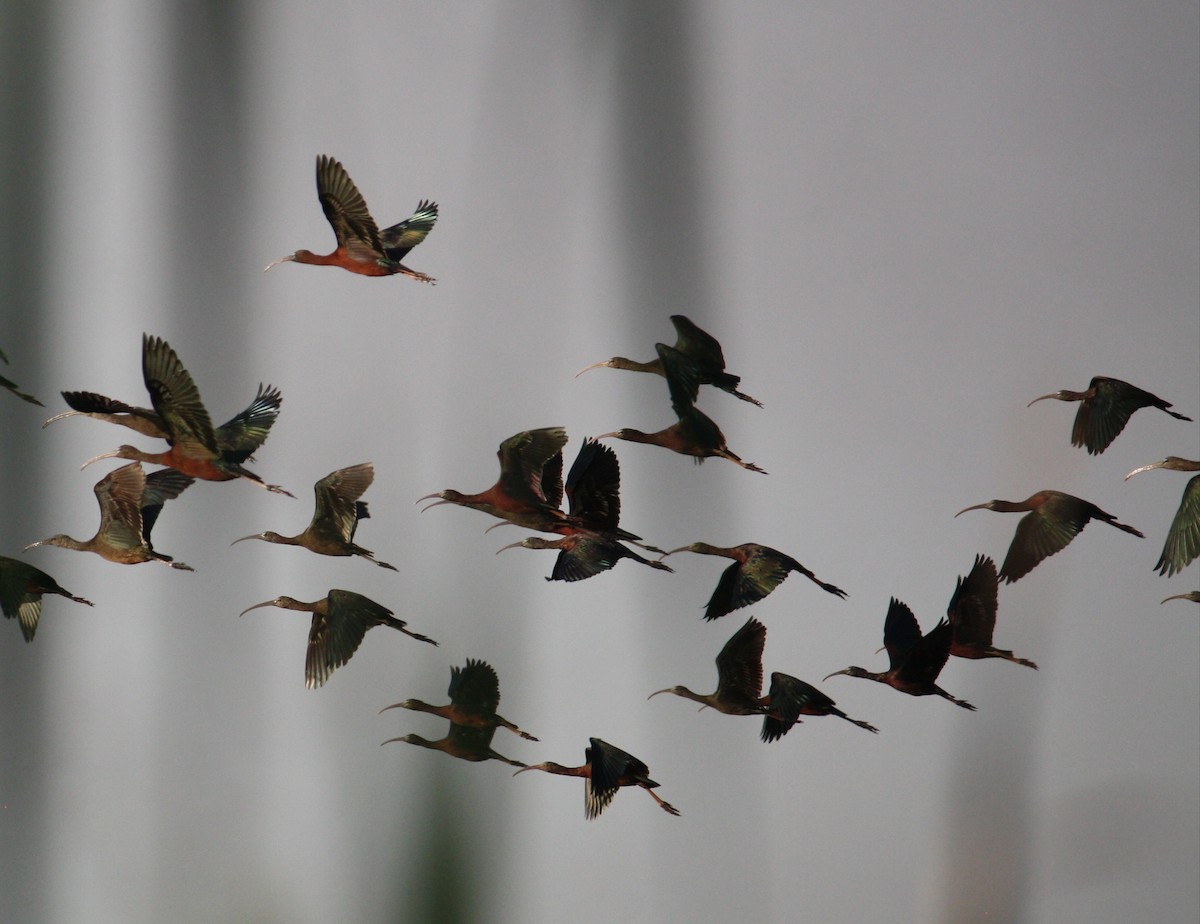 Glossy Ibis - ML633010069