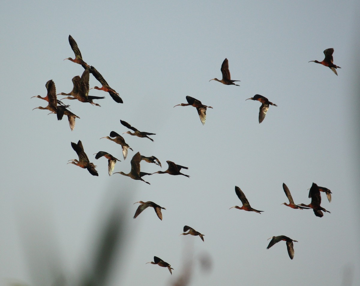 Glossy Ibis - ML633010070