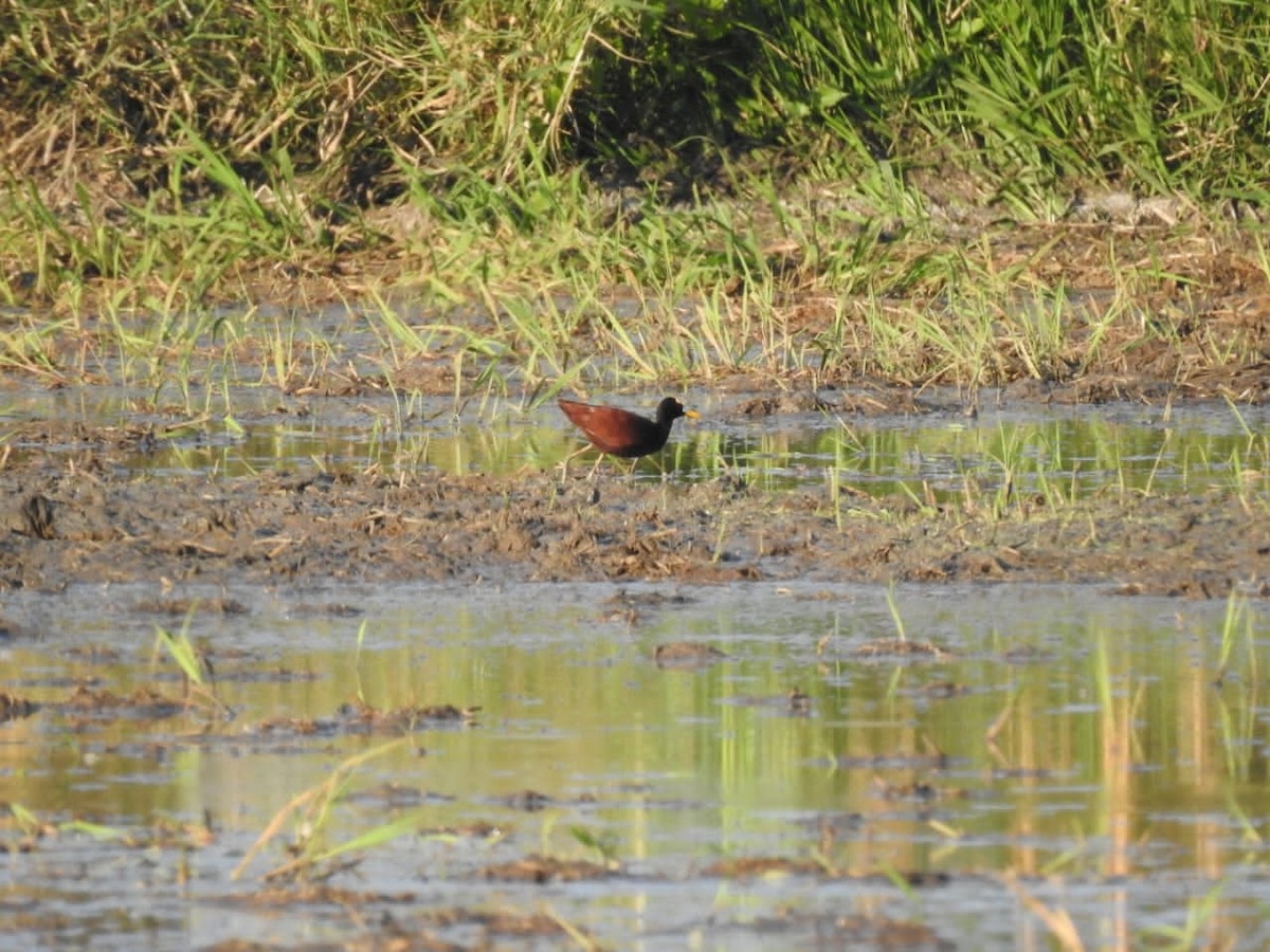 Northern Jacana - ML633010095