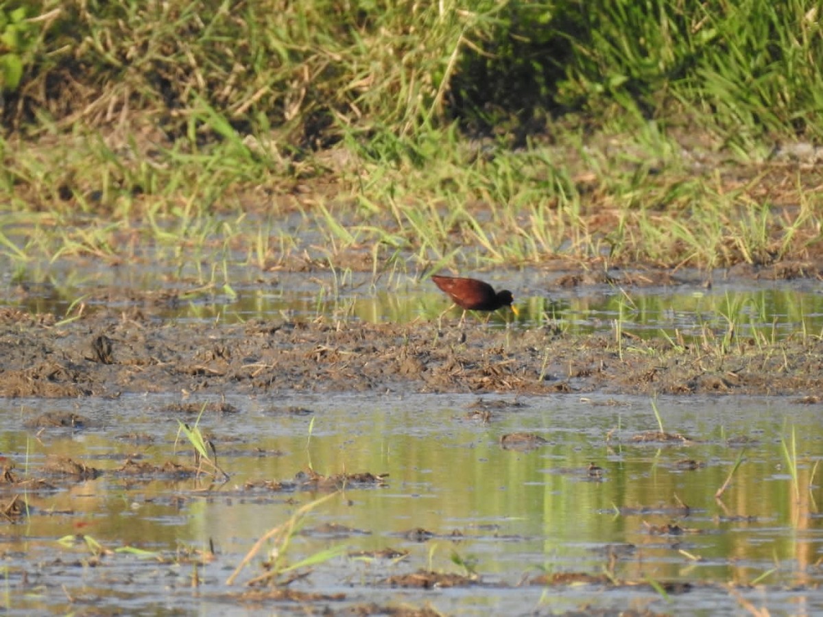 Northern Jacana - ML633010096