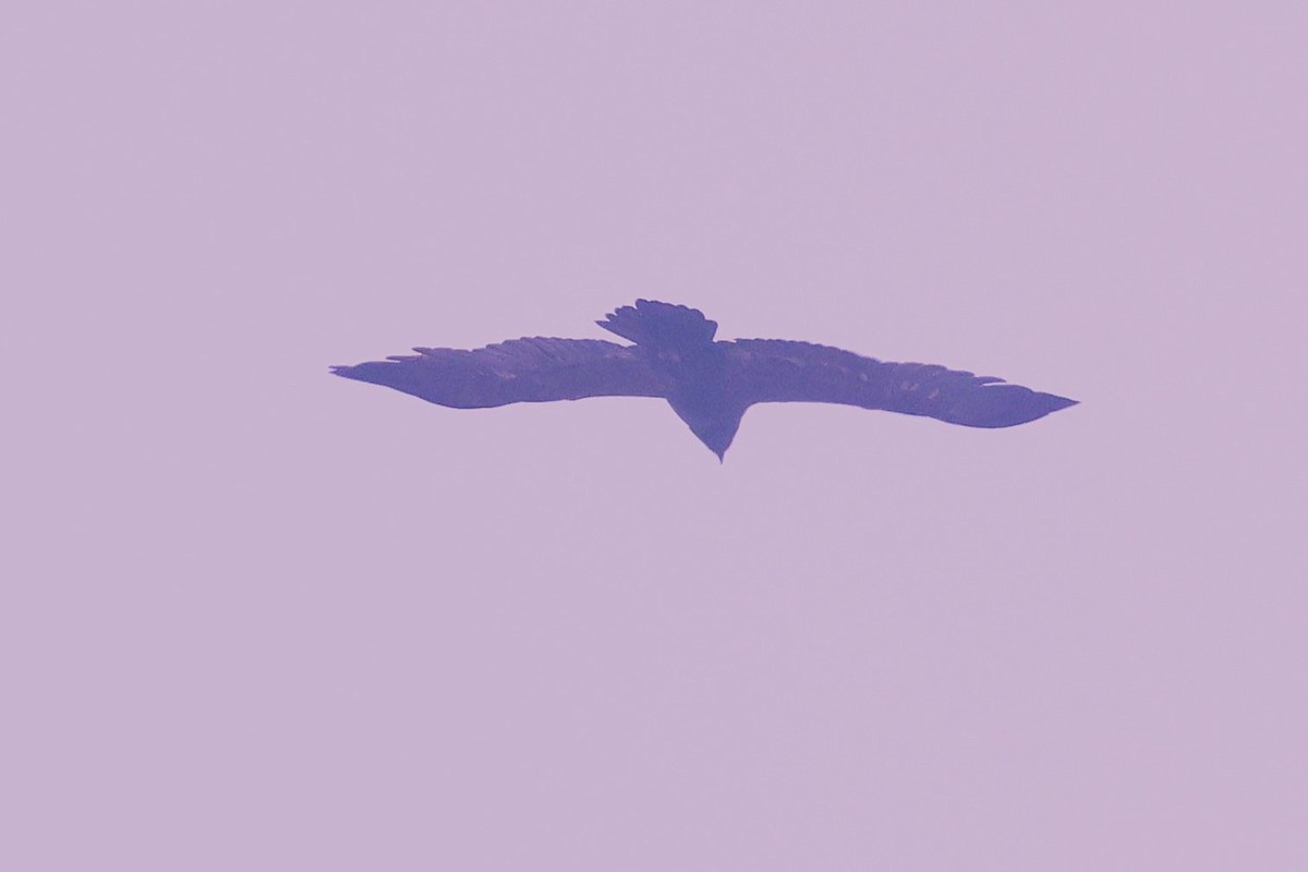 Тарважи бүргэд - ML633010101