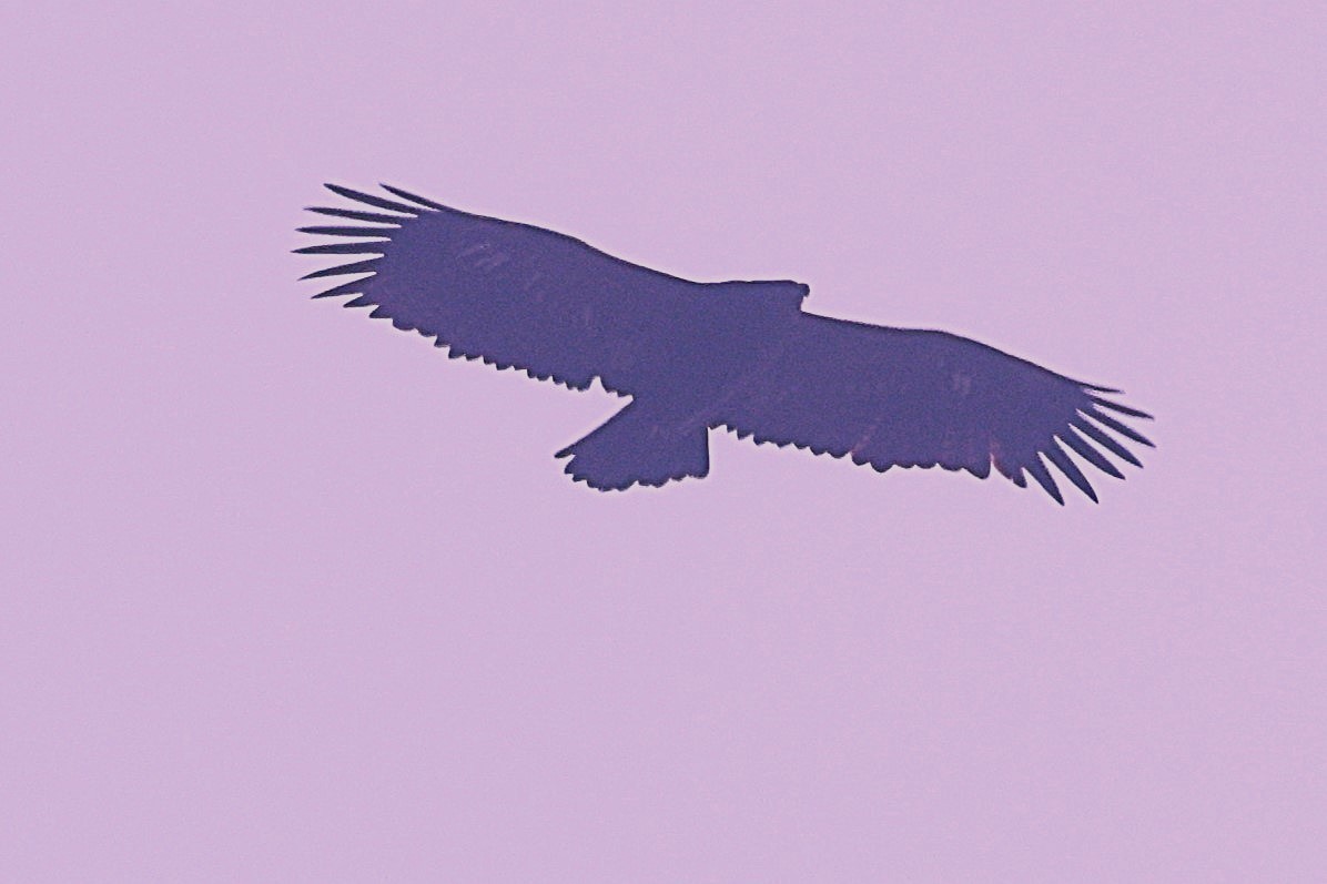 Тарважи бүргэд - ML633010103