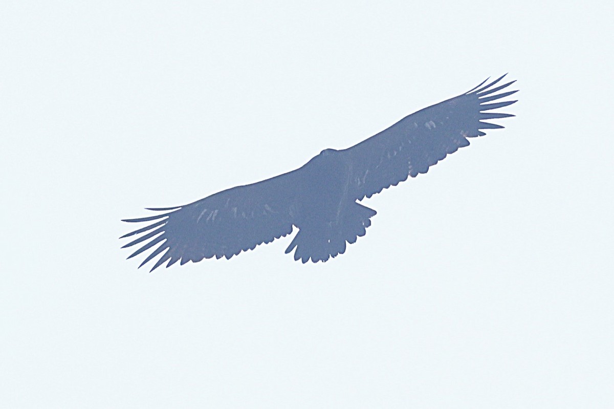 Тарважи бүргэд - ML633010105