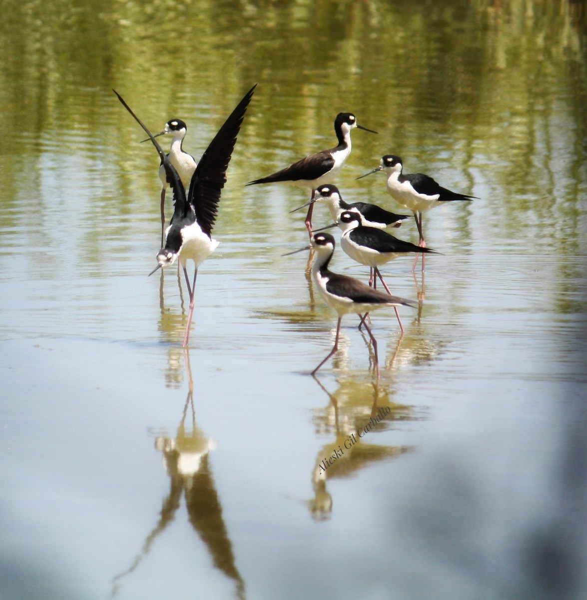 Black-necked Stilt - ML633010144