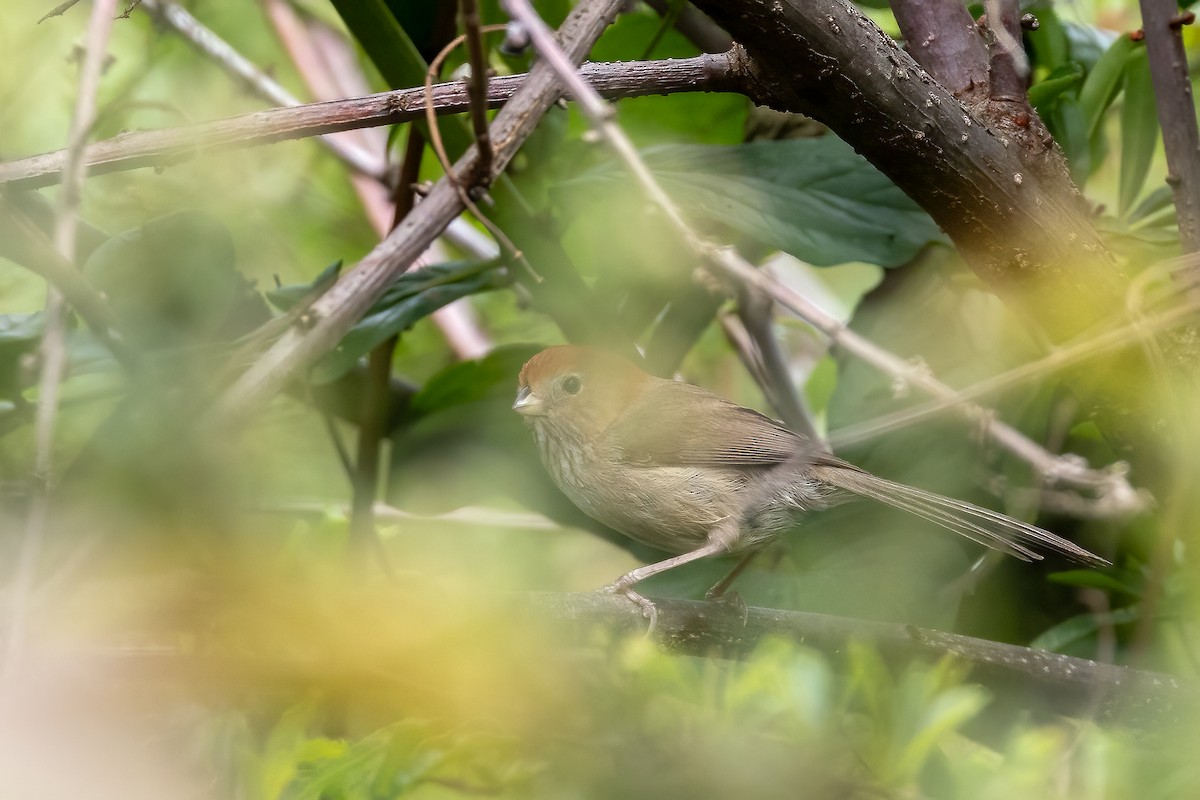 Eye-ringed Parrotbill - ML633010158