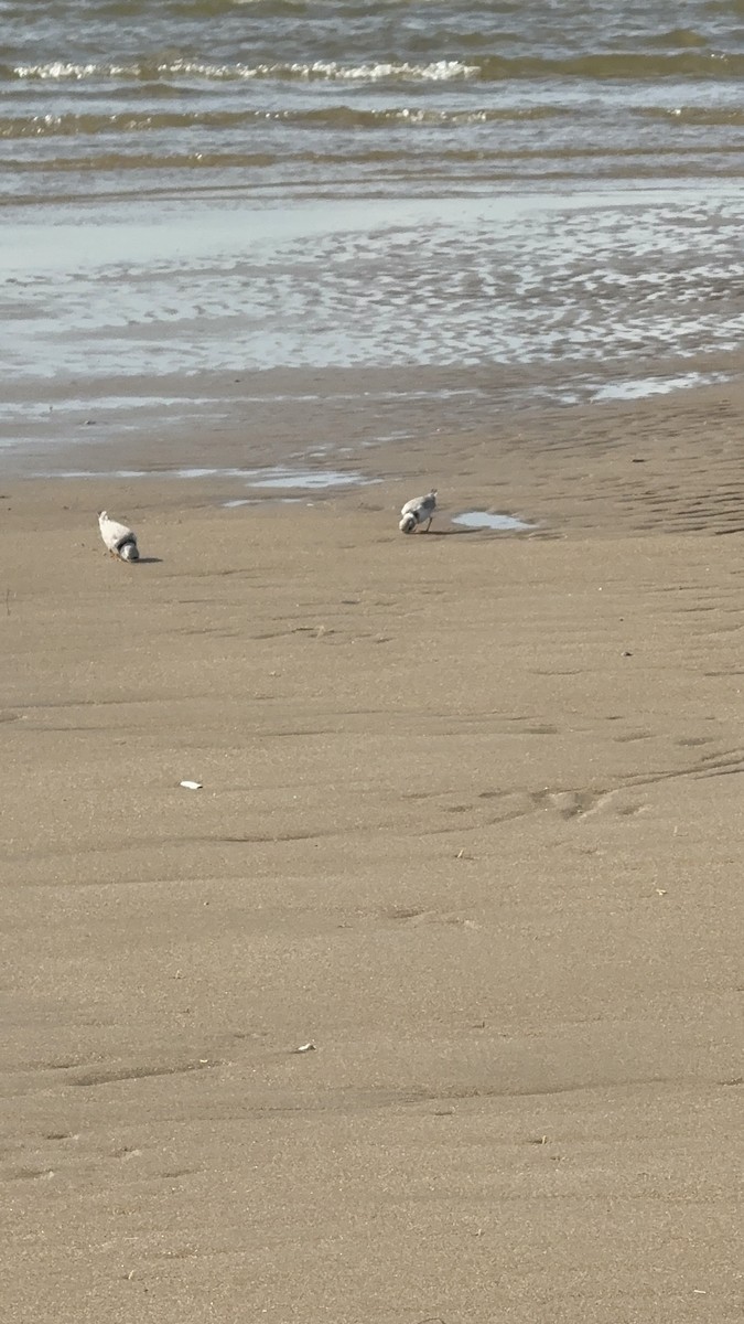 Piping Plover - ML633010167