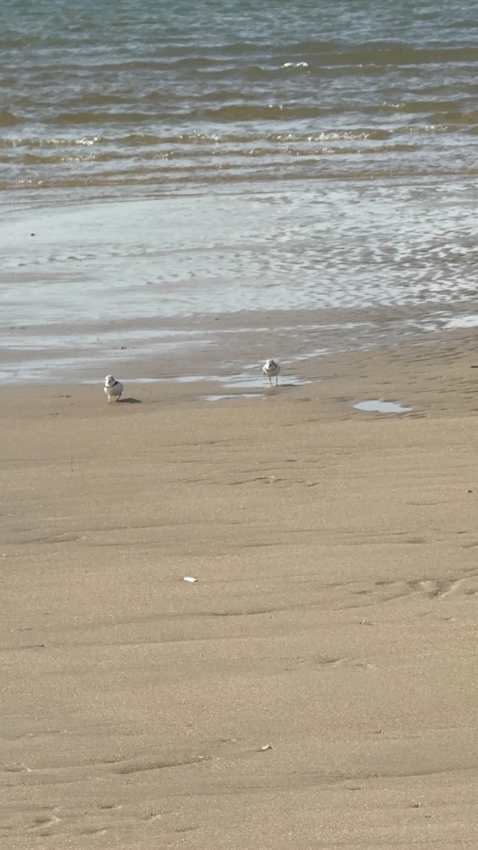 Piping Plover - ML633010168