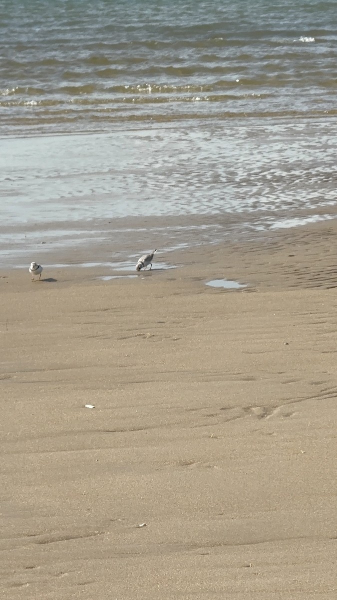 Piping Plover - ML633010169