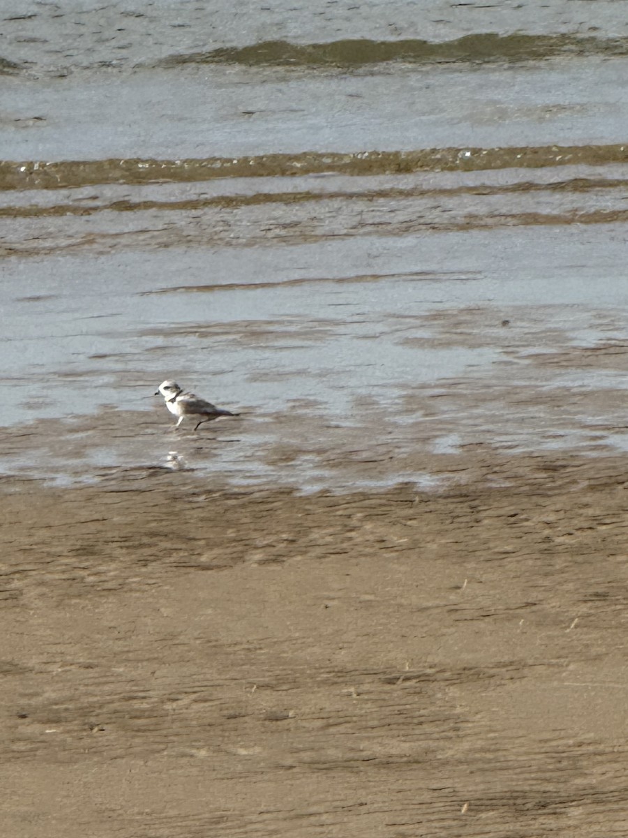 Piping Plover - ML633010170