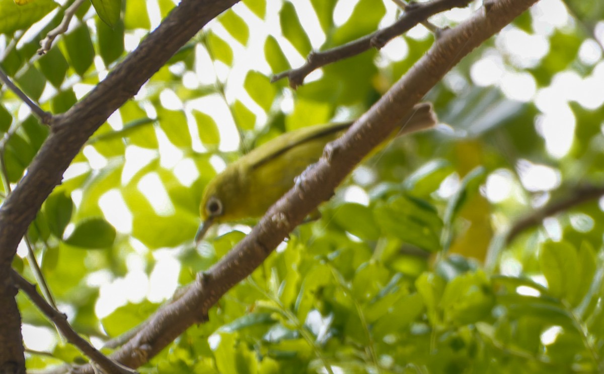 Lemon-bellied White-eye - ML633010181