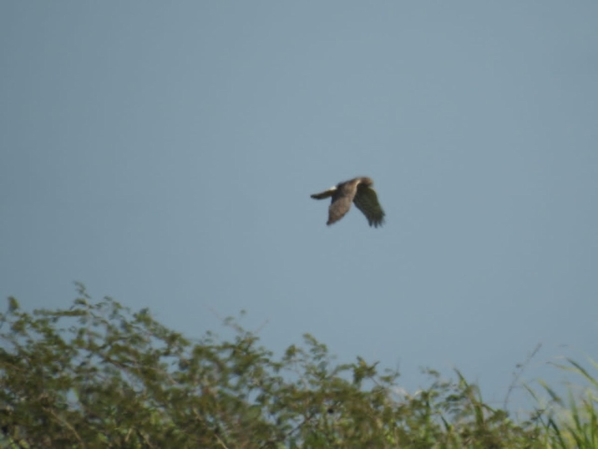 Northern Harrier - ML633010211
