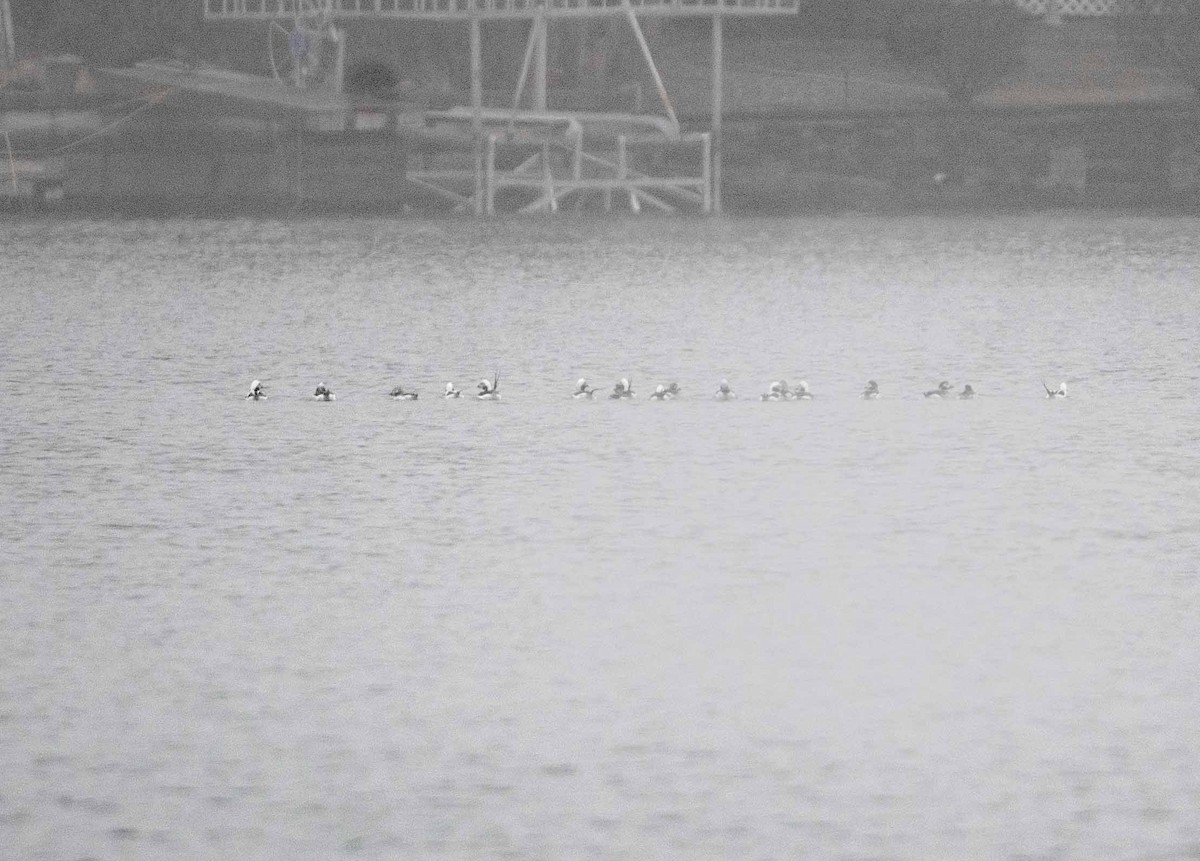 Long-tailed Duck - ML633010256